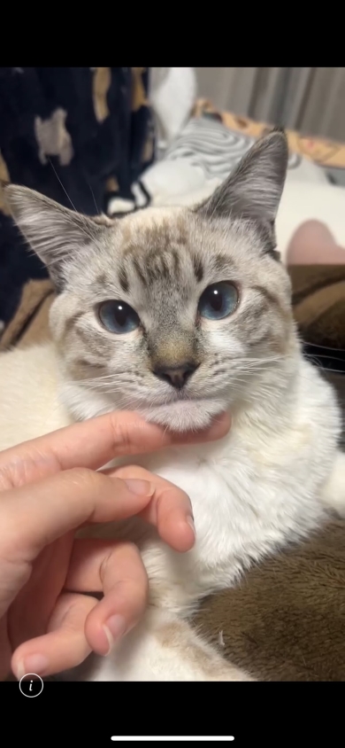 びっくり顔の猫