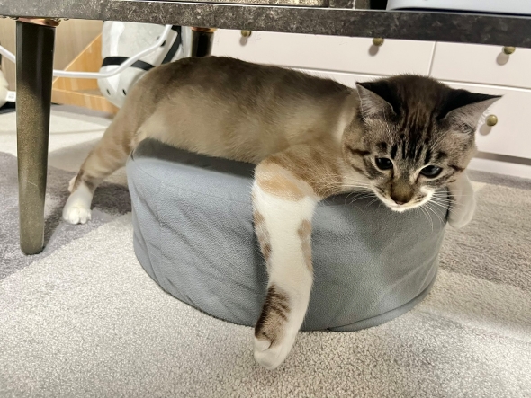 びっくり顔の猫