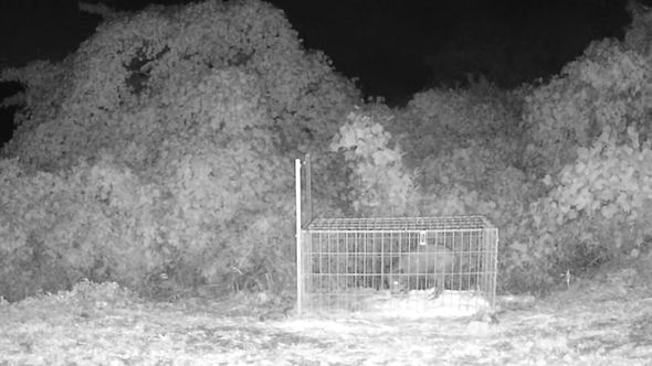 箱型のトラップ内部に侵入したイノシシ