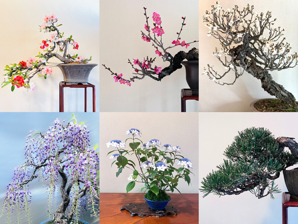 盆栽 父 処分 手放す 託した 愛情 実家 娘 思い出 形に残す 写真