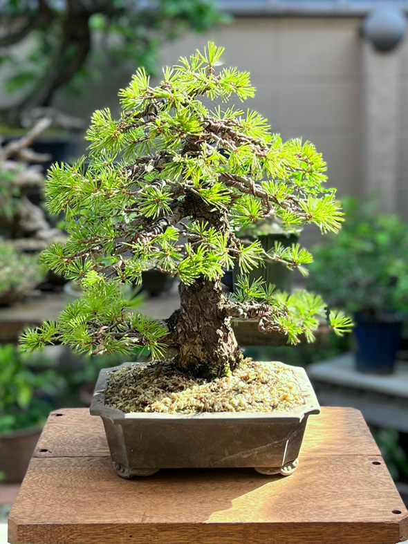 盆栽 父 処分 手放す 託した 愛情 実家 娘 思い出 形に残す 写真