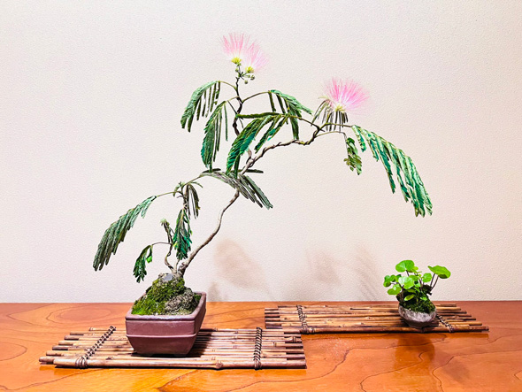 盆栽 父 処分 手放す 託した 愛情 実家 娘 思い出 形に残す 写真