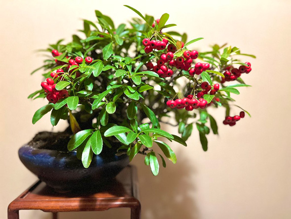 盆栽 父 処分 手放す 託した 愛情 実家 娘 思い出 形に残す 写真