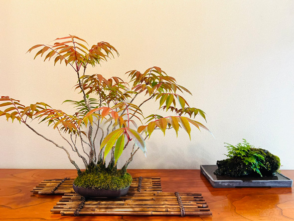 盆栽 父 処分 手放す 託した 愛情 実家 娘 思い出 形に残す 写真