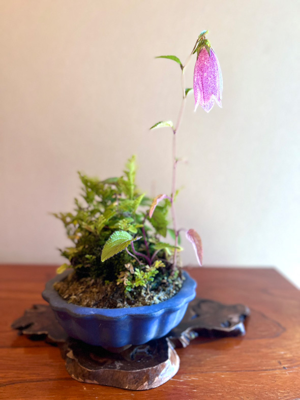 盆栽 父 処分 手放す 託した 愛情 実家 娘 思い出 形に残す 写真