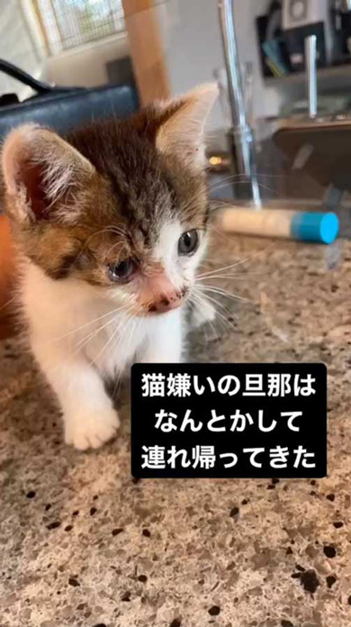 猫嫌いの夫 道 倒れていた 子猫 保護 1年後 成長 ビフォーアフター