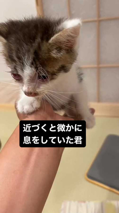 猫嫌いの夫 道 倒れていた 子猫 保護 1年後 成長 ビフォーアフター