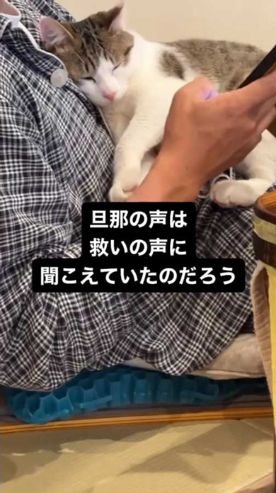 猫嫌いの夫 道 倒れていた 子猫 保護 1年後 成長 ビフォーアフター