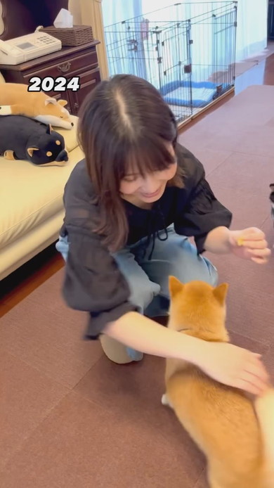 柴犬を抱っこする女性