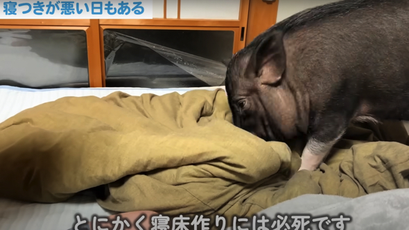 ベッドメイキングに夢中なマイクロブタさん