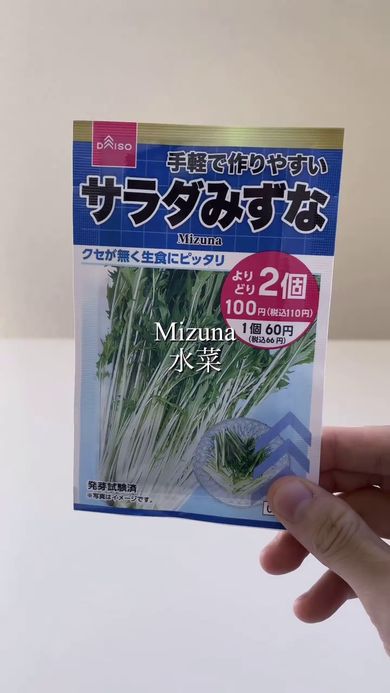 水耕栽培で育てる水菜の種