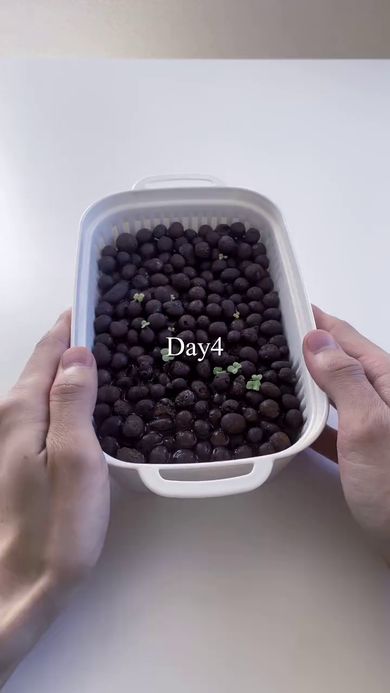 栽培4日目に発芽した水菜