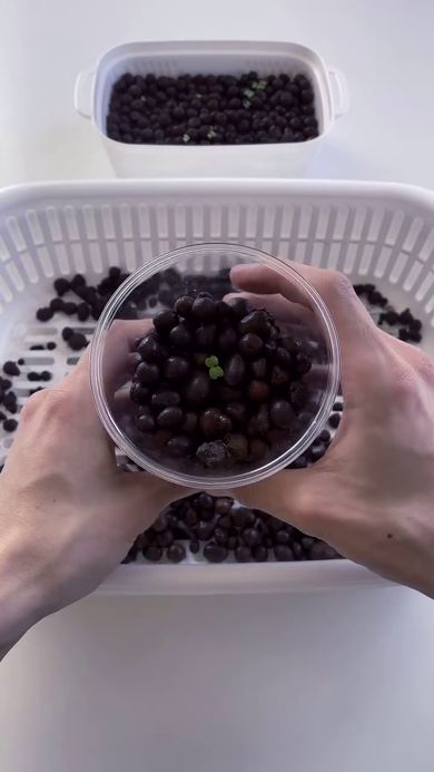 プラカップに定植した水菜の苗