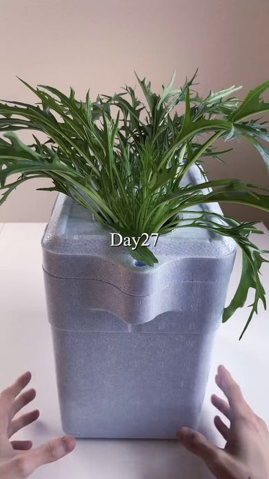 栽培27日目の葉っぱだらけになった水菜