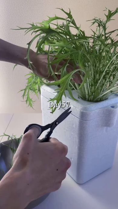 栽培57日目に行われた3回目の収穫