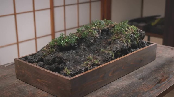 植物を植えた画像