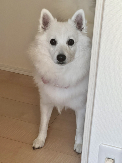 スピッツのむちゃくん