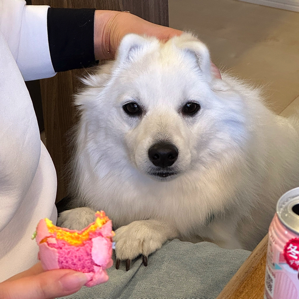 ドヤ顔のワンコ