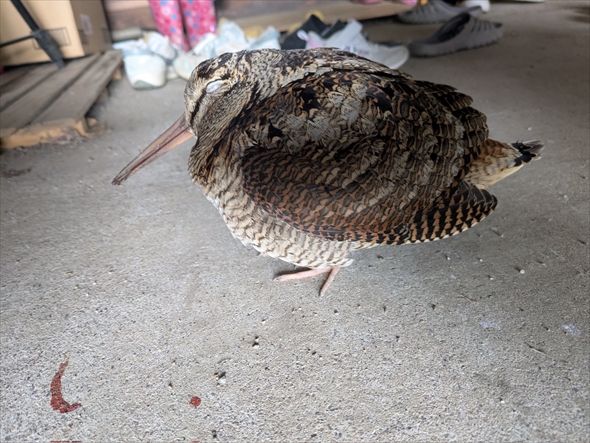 農家に訪問したかわいい市議