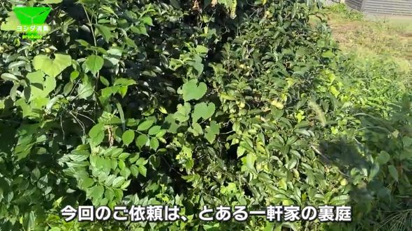 ハチの巣がある一軒家の裏庭