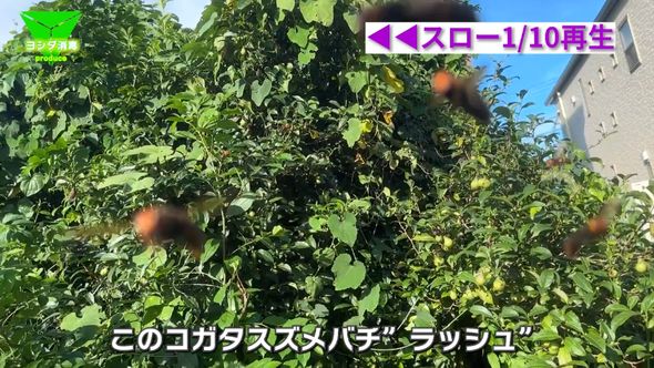 裏庭の植木から次々と出現するコガタスズメバチの大群