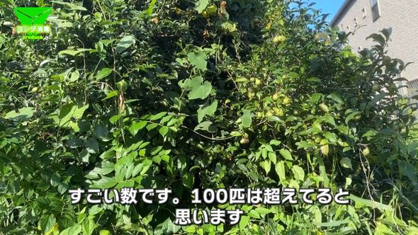 殺虫剤を噴霧しても止まらないコガタスズメバチの大群