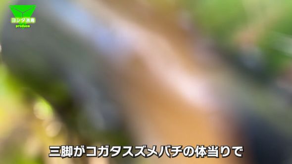 コガタスズメバチの体当たりでカメラが倒れてしまった