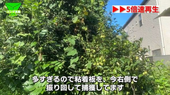 粘着板を使ってコガタスズメバチを捕獲する