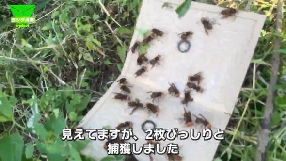 粘着板にくっついたコガタスズメバチの大群