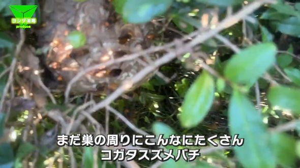 植木の隙間から見えるコガタスズメバチの群れと巣