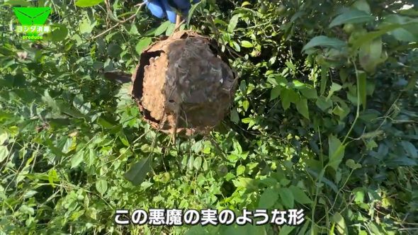 枝ごと取り除いたコガタスズメバチの巣