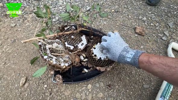 コガタスズメバチの巣を解体して依頼者に状況を説明