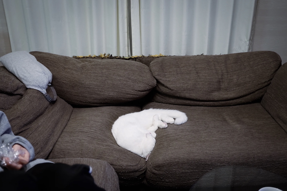 クッションに見える猫のだいふく