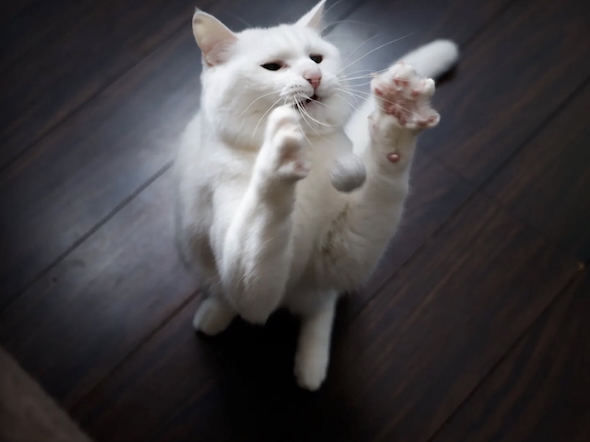 普段のだいふく