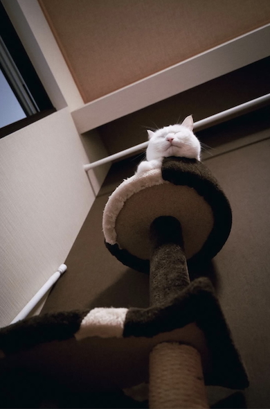 普段のだいふく