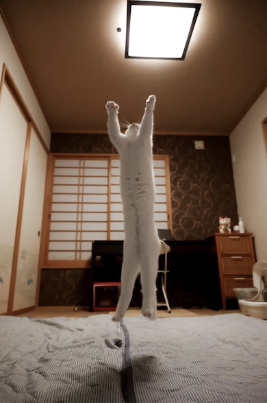 普段のだいふく