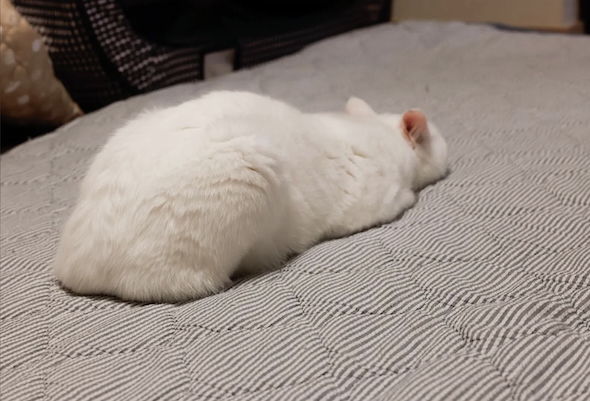 普段のだいふく