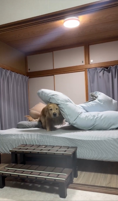 寝起きのゴールデンレトリバー