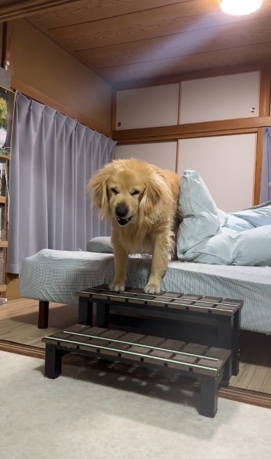 寝起きのゴールデンレトリバー