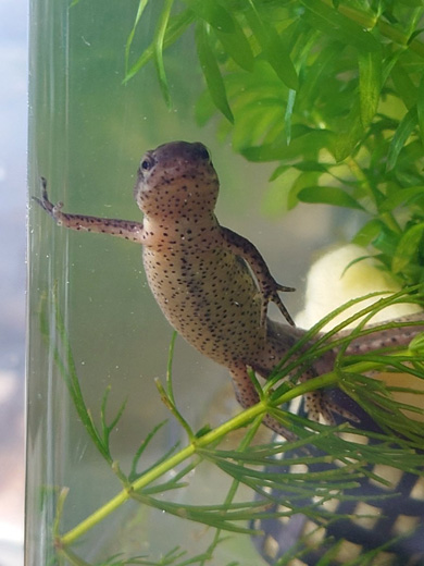 チャラいポーズのイモリ