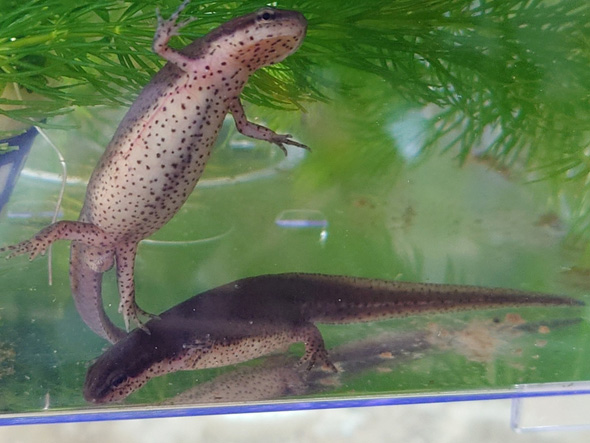 2匹で仲良しなイモリたち