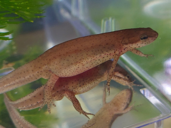 食べすぎたイモリ