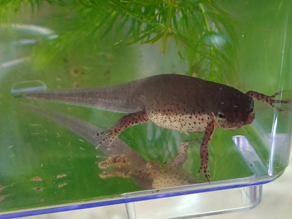 正面を見るイモリ