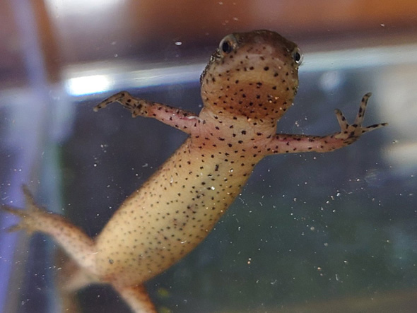 張りつくイモリ