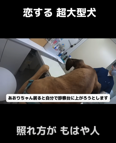 かっこつけて自分から診察台に上ろうとする超大型ワンコ