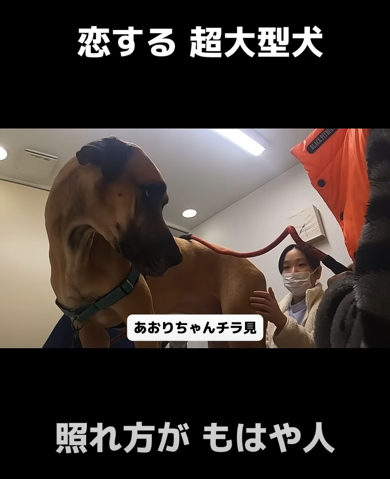 最後まで看護師さんに夢中なアルファくんなのでした