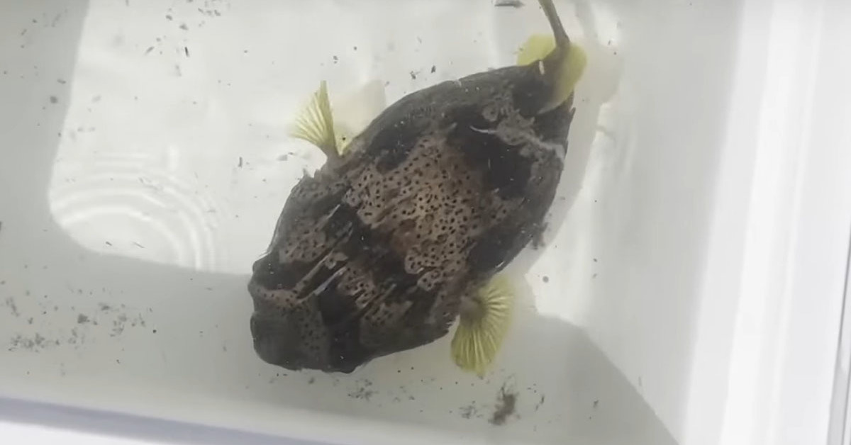 砂浜に転がり黒ずんでいたハリセンボン→水槽に入れて50日後……　“驚きの変化”に「はじめて知った」「長生きしてほしい」（1/3） | その他生き物 ねとらぼ