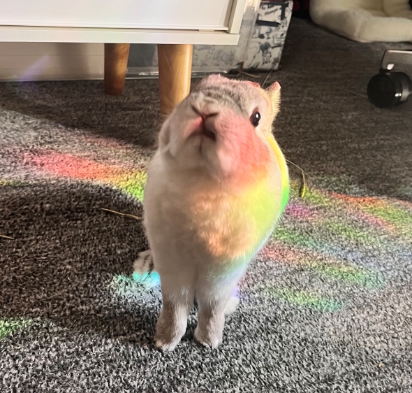 ゲーミング仕様のうさぎ