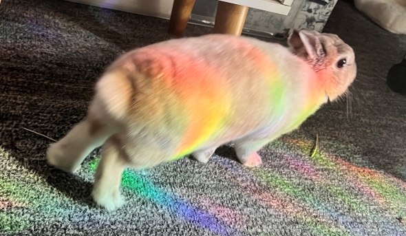 ゲーミング仕様のうさぎ