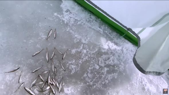 釣り上げたワカサギ